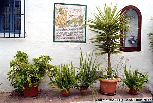 564 - Frigiliana